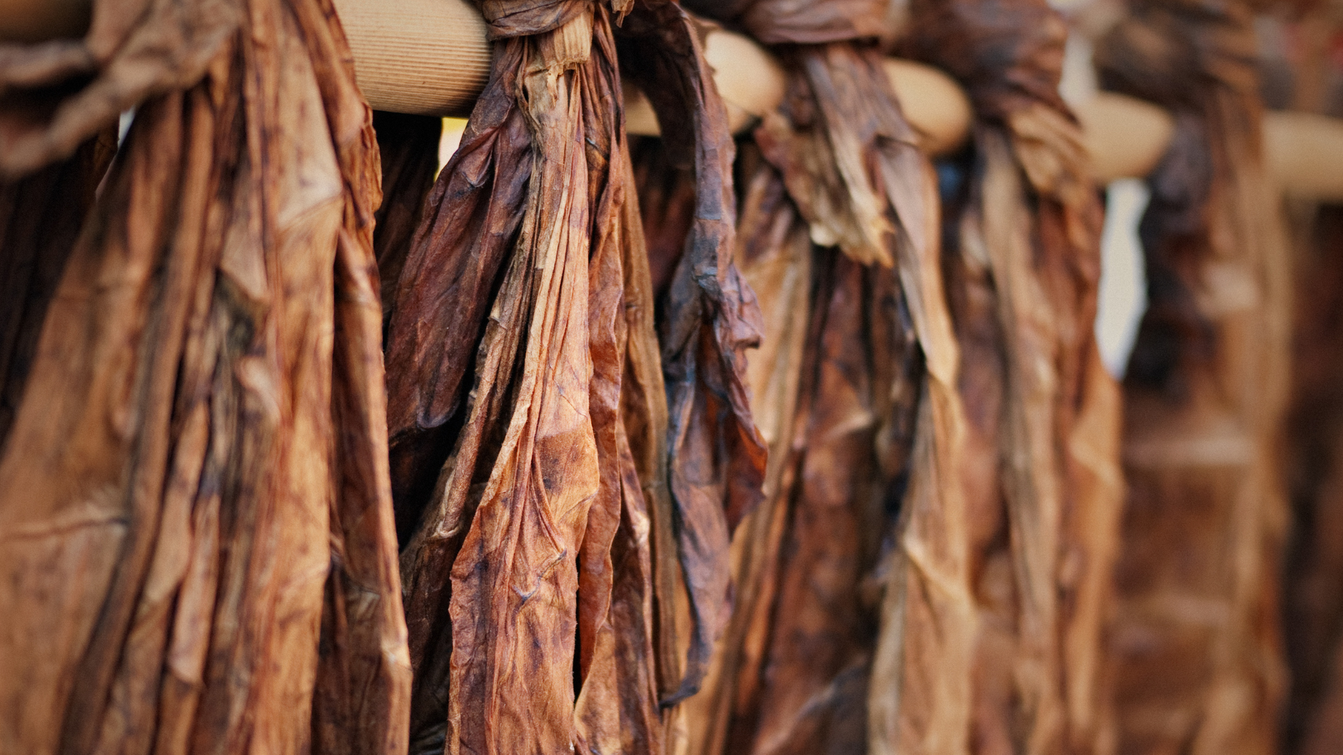 How Climate and Soil Affect Cigar Flavor | El Septimo