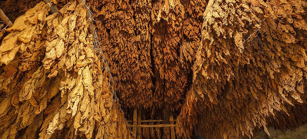 How Fermentation Works in Tobacco and Why It Matters