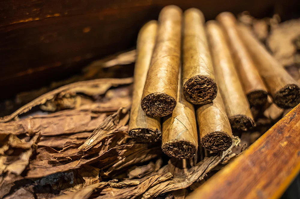 Are Cuban Cigars the Best | Truth Behind the Reputation