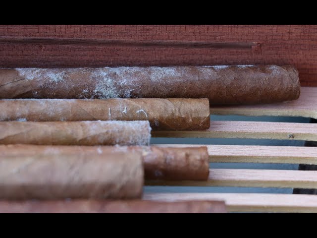 Cedar, Mold, and Time: What Really Happens Inside a Humidor