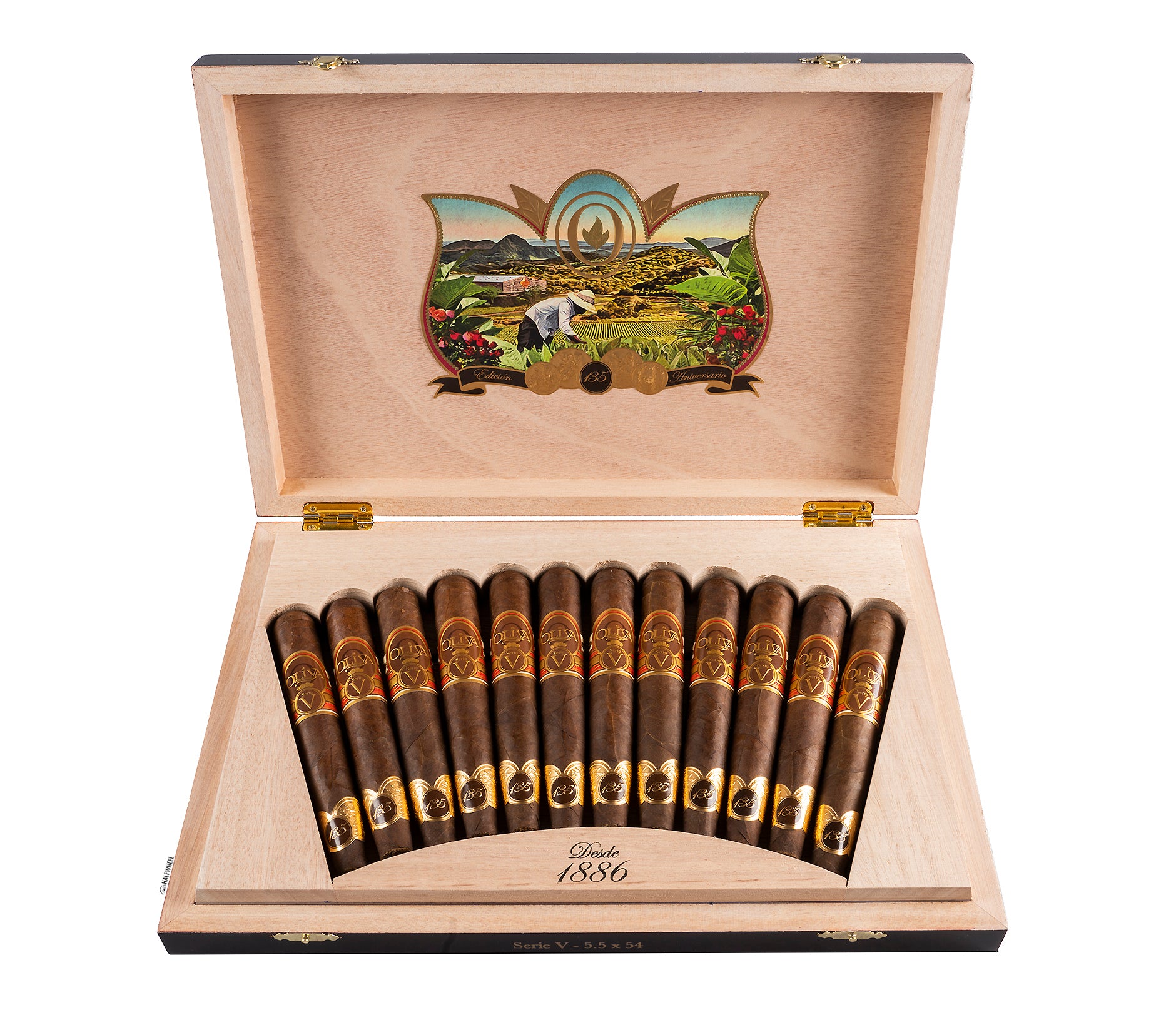 Oliva - 135th Anniversary (Limited Edition) - 5.5" x 54 Perfecto